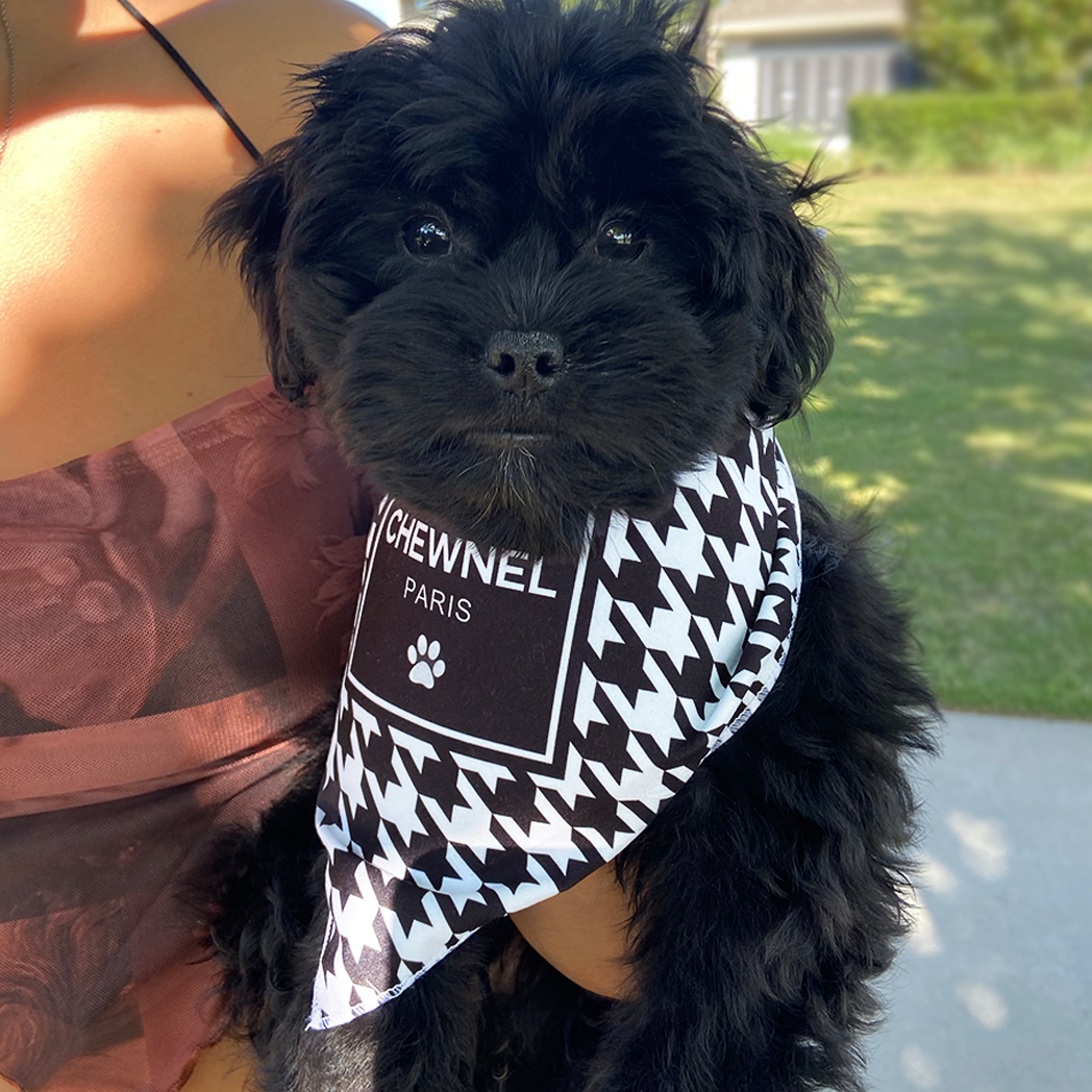 Luxury dog bandana fas