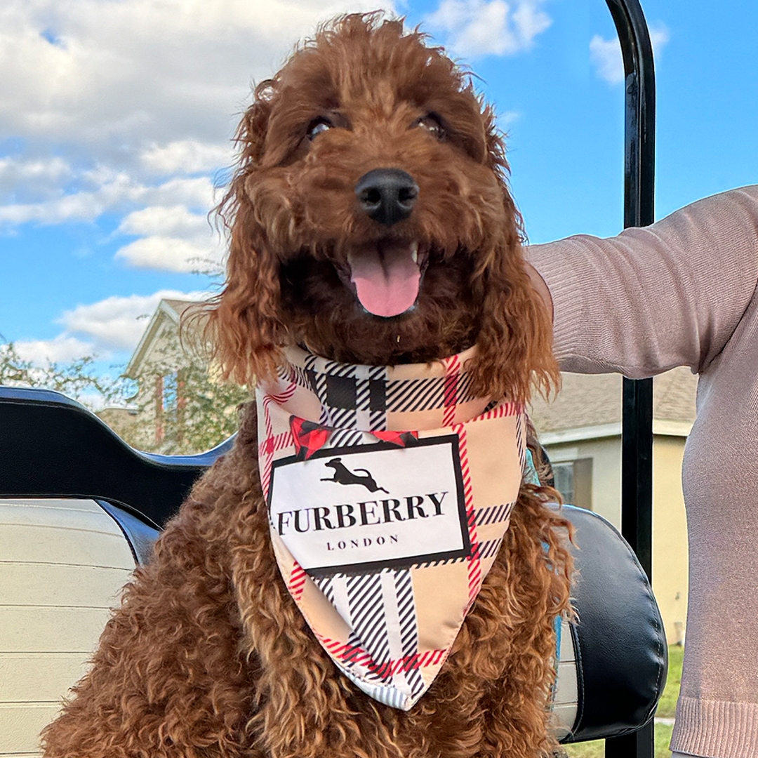 Luxury dog bandana fas