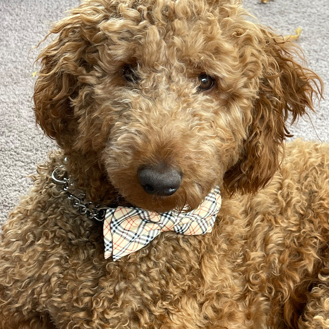 Luxury dog bow tie fashion parody