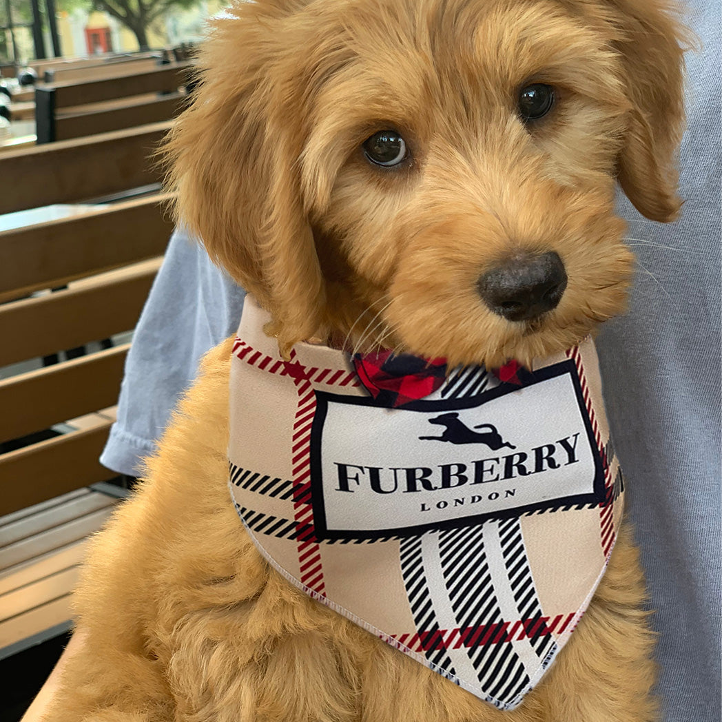 Luxury dog bandana fas