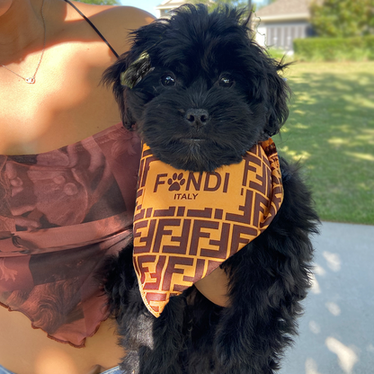 Luxury dog bandana fas