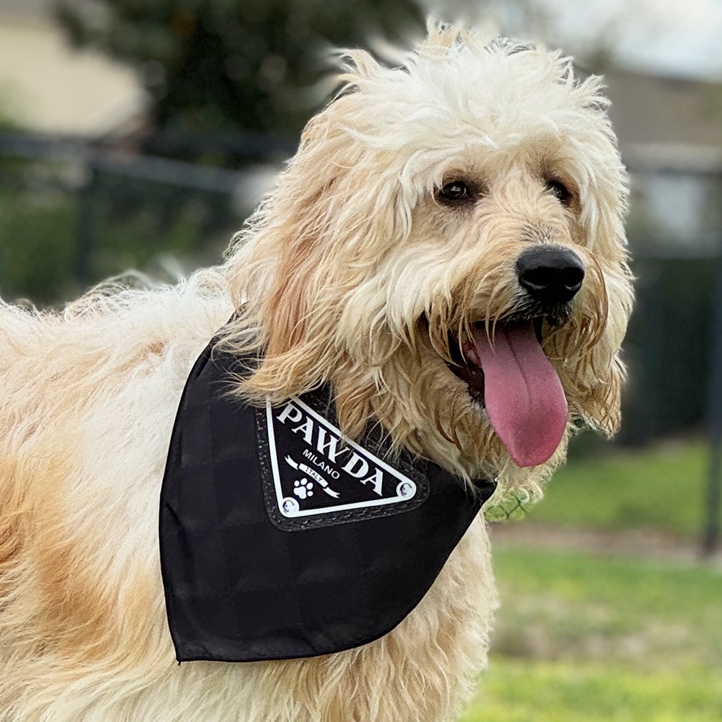 Luxury dog bandana fas